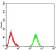 PLCG1 Primary Antibody MP30963 [M3H1C10]