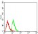HDAC6 Primary Antibody MP30964 [M4G6F9]