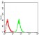 RF1 Primary Antibody MP30965 [M4F9H12]