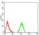 CFHR5 Primary Antibody MP30966 [M3E1E10]