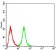 OTUD4 Primary Antibody MP30967 [M3B12G11]