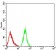 Rab1b Primary Antibody MP30968 [M7A12G2]