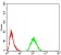 RAD21 Primary Antibody MP30969 [M1B6D1]