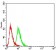 VEGFA Primary Antibody MP30970 [M6G5A10]