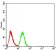 PRDM14 Primary Antibody MP30972 [M4C8B6]