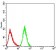 PRDM14 Primary Antibody MP30973 [M6H9F1]