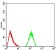 ALDH6A1 Primary Antibody MP30974 [M6H9B8]