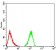 ALDH6A1 Primary Antibody MP30975 [M6H9B7]