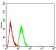 MAP2K3 Primary Antibody MP30978 [M2E12D11]