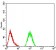 IL1RAPL1 Primary Antibody MP30981 [M3E3D12]