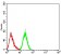 DDX5 Primary Antibody MP30987 [M4F1C12]