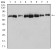 DDX5 Primary Antibody MP30987 [M4F1C12]