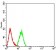 DNMT3L Primary Antibody MP30989 [M2D10H11]