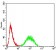 YWHAB Primary Antibody MP30990 [M5B5G10]