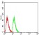RAN Primary Antibody MP30993 [M8D1A6]