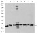 RAN Primary Antibody MP30993 [M8D1A6]