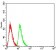 RAN Primary Antibody MP30994 [M8D1H12]