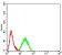CDH11 Primary Antibody MP30999 [M2C12A6]