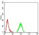 TRAF2 Primary Antibody MP31005 [M5C2C3]