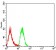 DHX58 Primary Antibody MP31013 [M6A6A3]