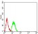 DNMT3A Primary Antibody MP31016 [M4G5F11]
