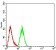 ARF1 Primary Antibody MP31018 [M6A10A5]
