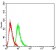Rab6b Primary Antibody MP31020 [M6D12E4]