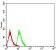 LGALS1 Primary Antibody MP31021 [M1H11C5]