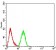 KDM1A Primary Antibody MP31022 [M3F9D2]