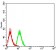 PSMC3 Primary Antibody MP31040 [M1G10B7]