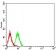TRAF2 Primary Antibody MP31045 [M4A12D9]
