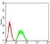 BIN1 Primary Antibody MP31050 [M3B6A4]