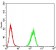 BIN1 Primary Antibody MP31051 [M3B6F10]