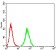 EIF5 Primary Antibody MP31052 [M6D6H11]