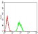 B3GAT1 Primary Antibody MP31056 [M3B8B10]