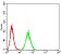 B3GAT1 Primary Antibody MP31057 [M3B8C12]