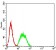 UFD1L Primary Antibody MP31060 [M2A6F3]