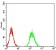 AKT3 Primary Antibody MP31063 [M5H7C3]