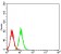AKT3 Primary Antibody MP31064 [M7B7A2]