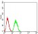 CALB2 Primary Antibody MP31067 [M7F12G9]