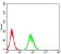 CALB2 Primary Antibody MP31068 [M7H1G3]