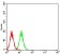 DDX58 Primary Antibody MP31069 [M4G1B6]