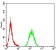 ALK Primary Antibody MP31080 [M7A11A4]