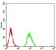 RBFOX3 Primary Antibody MP31081 [M5A4B9]