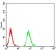 RBFOX3 Primary Antibody MP31082 [M1H3B2]