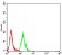 GH1 Primary Antibody MP31084 [M3H1C2]