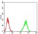 ZFP91 Primary Antibody MP31085 [M8C3D5]
