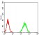 ZFP91 Primary Antibody MP31086 [M7G11H2]