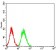 BUB1 Primary Antibody MP31087 [M1A11C7]