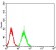 MITF Primary Antibody MP31088 [M8F1G5]